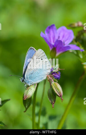 Green-Underside Blue butterfly (Glaucopsyche alexis) male, central Finland, June. Stock Photo