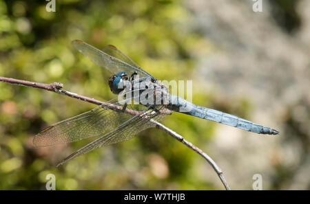 Keeled Skimmer (Orthetrum coerulescens) male, Joutsa (formerly Leivonmaki), Finland, August. Stock Photo