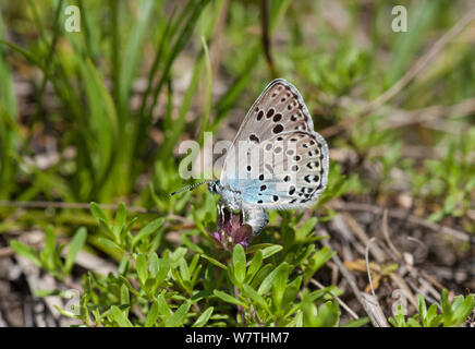 Large Blue butterfly (Phengaris arion) female laying eggs, eastern Finland, June. Stock Photo