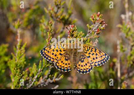 Lesser Marbled Fritillary butterfly (Brenthis ino) newly emerged female, Finland, July. Stock Photo