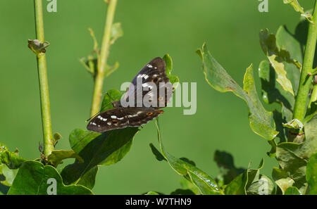 Lesser Purple Emperor butterfly (Apatura ilia) male in oak tree, Finland, July. Stock Photo