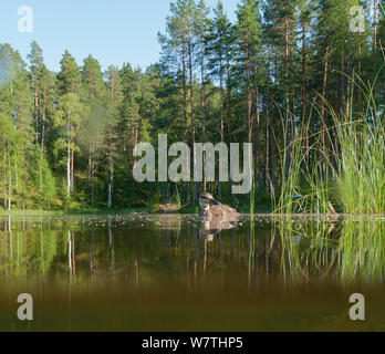 Mallard Duck (Anas platyrhynchos) juvenile in habitat, eastern Finland, July. Stock Photo