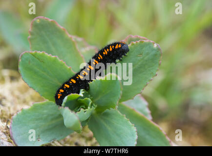 Mountain Apollo caterpillar (Parnassius apollo) on foodplant, southern Finland, May. Stock Photo