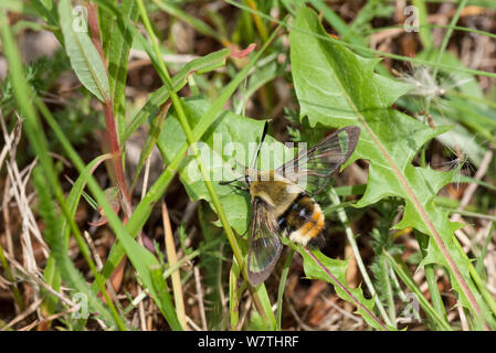 Narrow-bordered Bee Hawk-moth (Hemaris tityus) bumblebee mimic female resting, South Karelia, southern Finland, June. Stock Photo