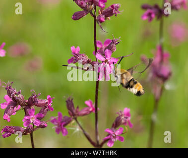 Narrow-bordered Bee Hawk-moth (Hemaris tityus) bumblebee mimic moth, South Karelia, southern Finland, June. Stock Photo