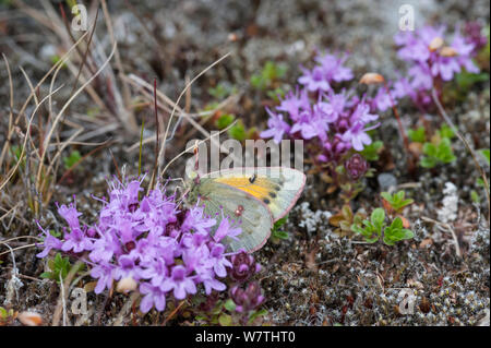 Northern Clouded Yellow or Hecla Sulphur (Colias hecla) on Thyme (Thymus serpyllum subsp. tanaensis) Karigasniemi, Finland, July. Stock Photo