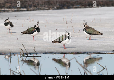 Northern Lapwings (Vanellus vanellus) on beach, central Finland, April. Stock Photo
