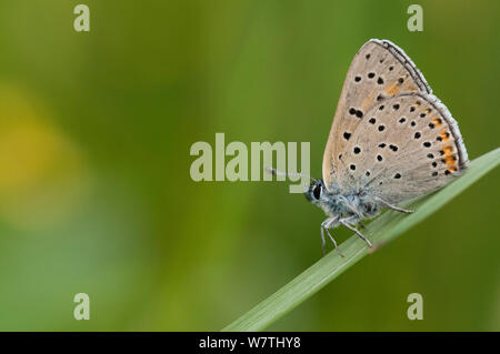 Purple-edged Copper butterfly (Lycaena hippothoe) male on a hay, Pirkanmaa, Finland, June. Stock Photo