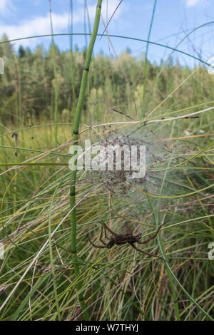 Raft spider (Dolomedes fimbriatus) with a web of spiderlings, Finland, September. Stock Photo