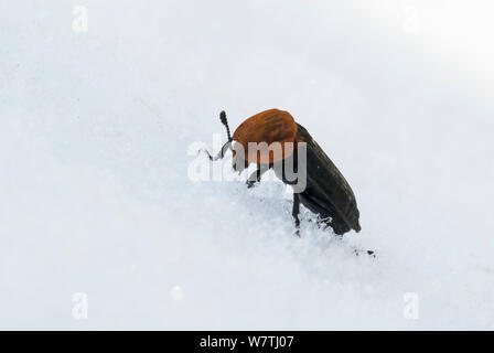 Red-breasted Carrion Beetle (Oiceoptoma thoracica) in snow, central Finland, April. Stock Photo