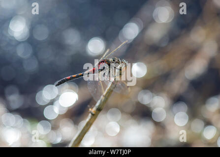 Ruby Whiteface (Leucorrhinia rubicunda) male resting above water, central Finland, May. Stock Photo