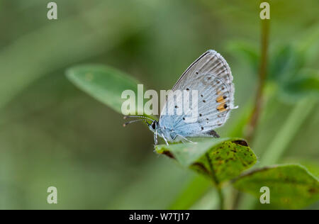 Short-tailed Blue / Tailed Cupid (Cupido argiades) with wings closed, South Karelia, southern Finland, July. Stock Photo