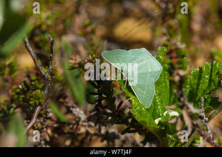 Small Grass Emerald butterfly (Chlorissa viridata), Joutsa (formerly Leivonmaki), Finland, June. Stock Photo
