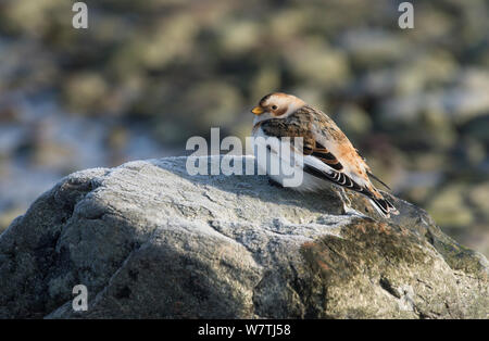 Snow Bunting (Plectrophenax nivalis) adult, southwest Finland, February. Stock Photo