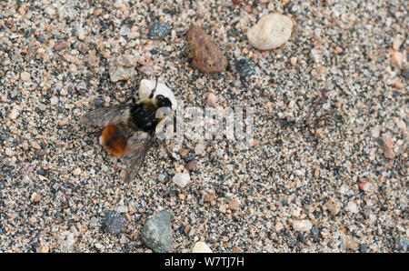 Nose bot fly hi-res stock photography and images - Alamy