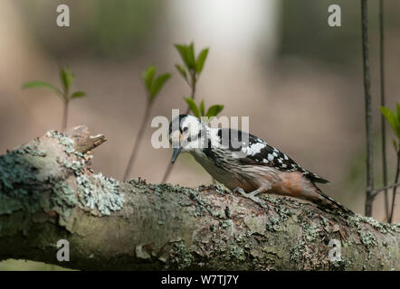 White-backed Woodpecker (Dendrocopos leucotos leucotos) female on lichen covered branch, southern Finland, May. Stock Photo