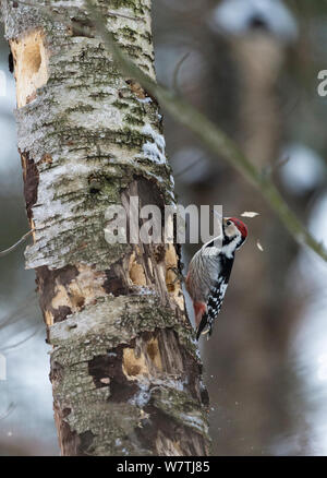 White-backed Woodpecker (Dendrocopos leucotos leucotos) male pecking birch trunk, central Finland, January. Stock Photo