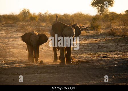Playful Elephant Babies walking in the Golden Hours of South Africa Stock Photo