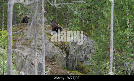 Wolverine (Gulo gulo) in forest, northern Finland, June. Stock Photo
