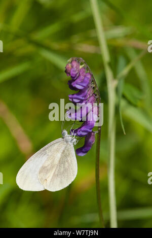 Wood white butterfly (Leptidea sinapis) female feeding on flower, South Karelia, southern Finland, June. Stock Photo