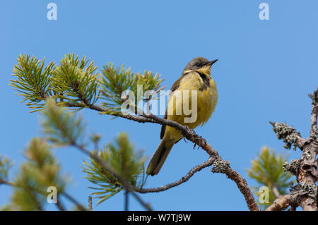 Yellow wagtail (Motacilla flava thunbergi) male, central Finland, June. Stock Photo