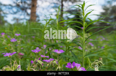 Wood white butterfly (Leptidea sinapis) flying in habitat, central Finland, June. Stock Photo