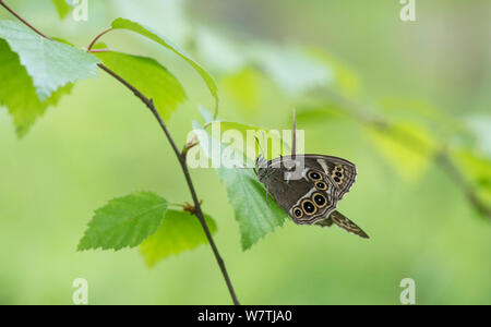 Woodland brown butterfly (Lopinga achine) male with female, Kanta-Hame, southern Finland, June. Stock Photo