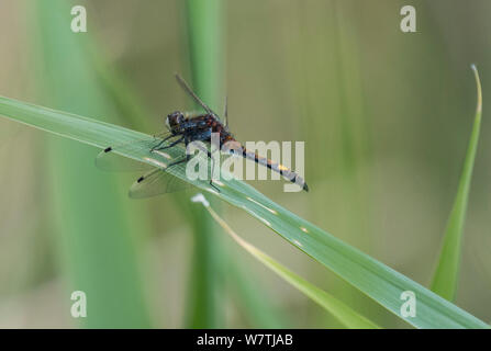 Yellow-spotted whiteface dragonfly (Leucorrhinia pectoralis) male resting, South Karelia, southern Finland, June. Stock Photo