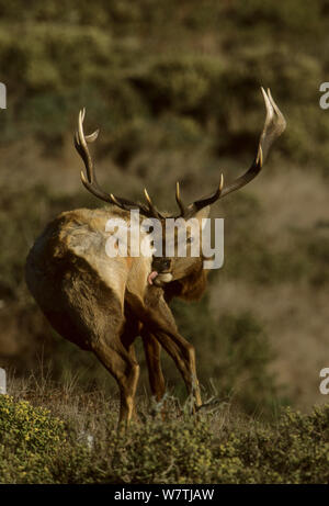 Tule elk (Cervus elaphus nannodes) stag, California, USA, March. Endemic species. Stock Photo