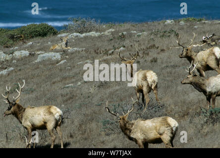 Tule elk (Cervus elaphus nannodes) herd with Coyote (Canis latrans) near the coast, California, USA. March. Endemic species. Stock Photo