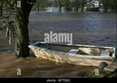Boat in flood tethered to apple tree in garden submerged by February 2014 flooding, Upton upon Severn, Worcestershire, England, UK, 8th February 2014. Stock Photo