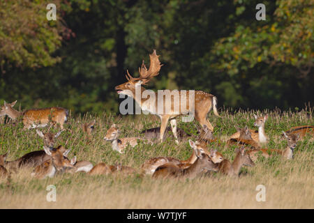 Fallow deer (Dama dama) herd with buck calling, Holkham, Norfolk, England, UK, October. Stock Photo