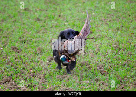 Cocker spaniel retrieving a shot Common pheasant (Phasianus colchicus), Norfolk, England, UK, December. Stock Photo