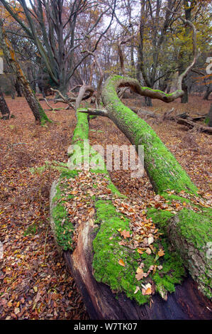 Fallen English oak tree (Quercus robur), with Common beech trees (Fagus sylvatica) in the background, Epping Forest, Essex, England, UK, December. Stock Photo