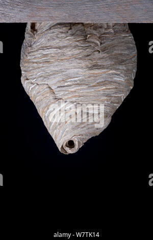 Median wasp (Dolichovespula media) nest, Hessen, Germany, April. Stock Photo