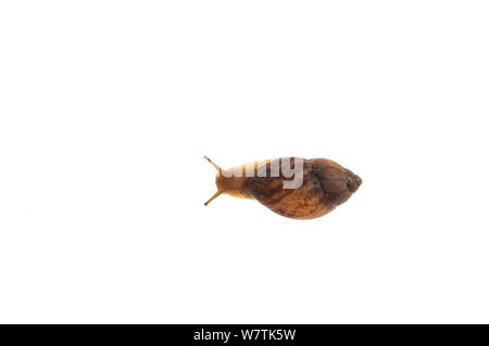 Terrestrial snail (Gastropoda) Iwokrama, Guyana. Meetyourneighbours.net project Stock Photo