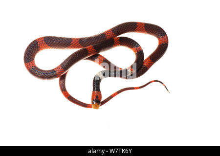 Stock photo of Coral pipe snake (Anilius scytale) Iwokrama, Guyana.  Available for sale on