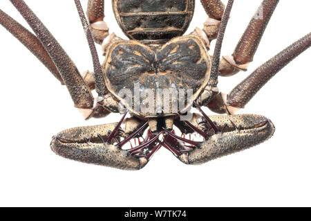 Tailless whip scorpion (Heterophrynus sp.) close up, Iwokrama, Guyana. Meetyourneighbours.net project Stock Photo