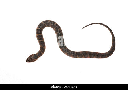 Brown-banded watersnake (Helicops angulatus) Iwokrama, Guyana. Meetyourneighbours.net project Stock Photo