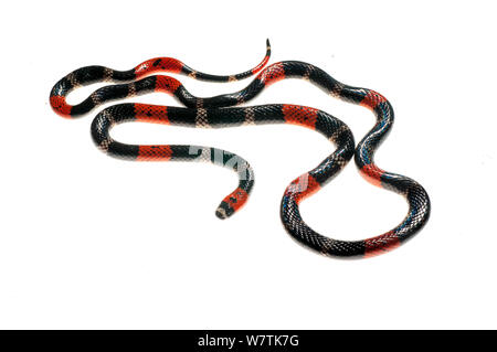 South American coral snake (Micrurus lemniscatus) Kanuku Mountains, Guyana. Meetyourneighbours.net project Stock Photo