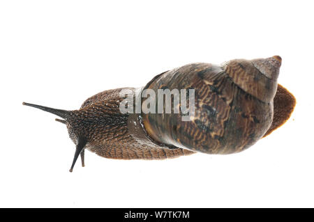 Terrestrial snail (Gastropoda) Iwokrama, Guyana. Meetyourneighbours.net project Stock Photo