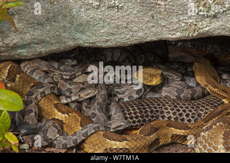 Timber rattlesnake (Crotalus horridus) with babies aged two days, part ...