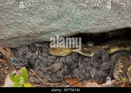 Timber Rattlesnakes (Crotalus horridus) new-born young with adult, Pennsylvania, USA, September. Stock Photo