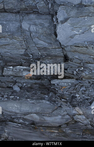 marcellus quantities shale gas huge rock source natural fracking near october york usa alamy similar