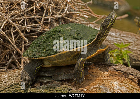 Suwannee River Cooters Pseudemys concinna suwanniensis sunning ...