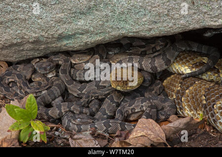 Timber Rattlesnakes (Crotalus horridus) new-born young with adult, Pennsylvania, USA, September. Stock Photo