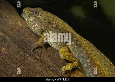 Bullfrog tadpole (Rana catesbiana) New York, USA, June. Stock Photo