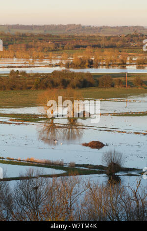 Landscape with Hawthorn trees (Craetegus monogyna) looking north-west from Burrowbridge during January 2014 floods, in Somerset levels, England, UK, 11th January 2014. Stock Photo