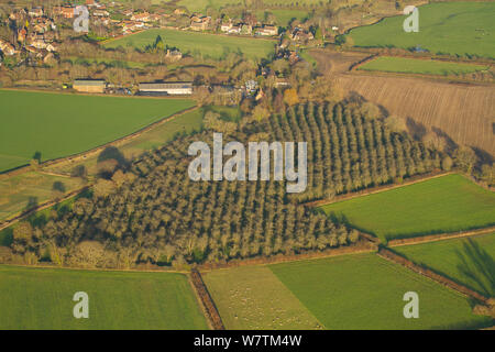 Aerial view of apple orchard, Somerset, England, UK, January 2014.
