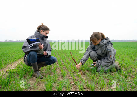 Scientists from the French Wildlife Department (ONCFS) measuring the depth of burows of the common hamster (Cricetus cricetus) in a wheat field, Alsace, France, April 2013 Stock Photo
